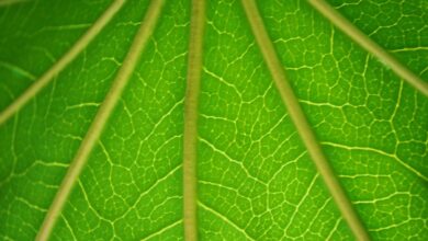 green insulated siding